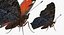 Butterflies Rigged Collection 2 for Cinema 4D