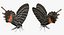 Butterflies Rigged Collection 2 for Cinema 4D