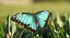 Butterflies Rigged Collection 2 for Cinema 4D