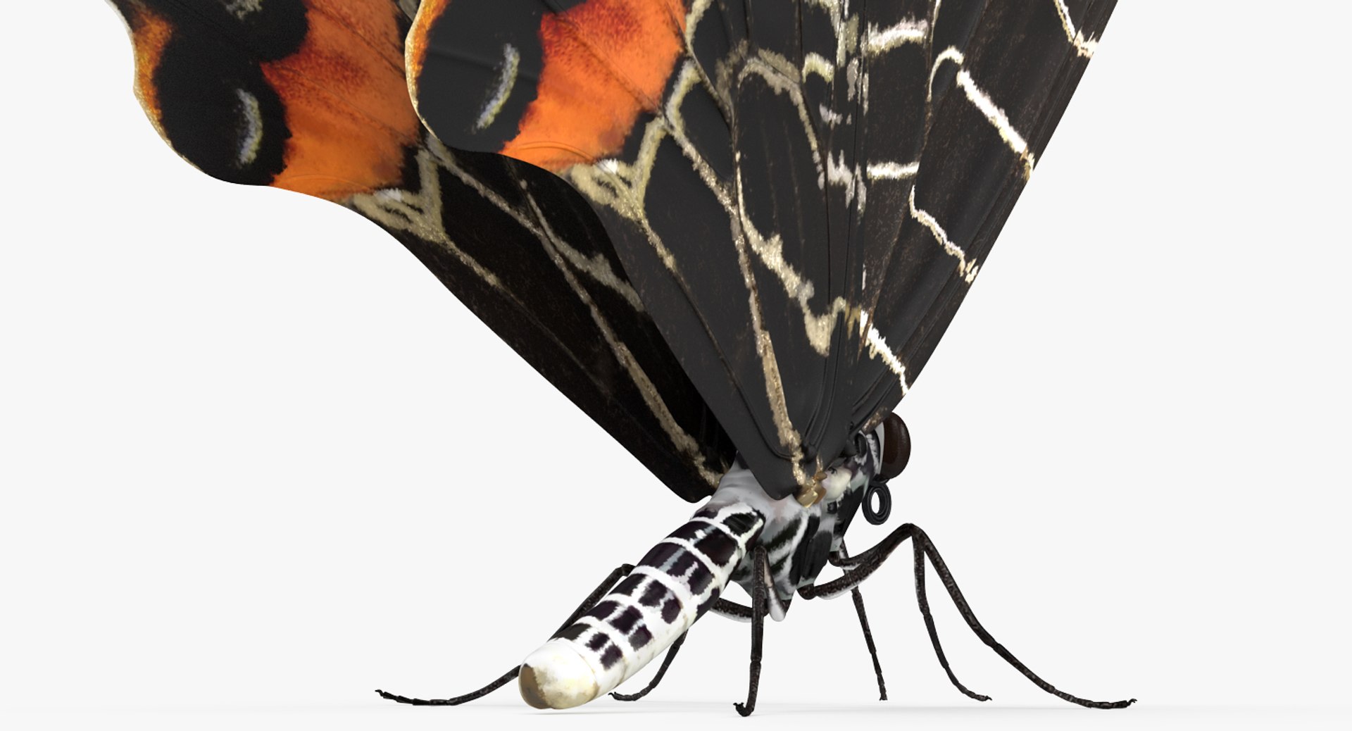 butterflies rigged 2 io model https://p.turbosquid.com/ts-thumb/sZ/jmQ1Sb/LRPksJvD/butterfliescollection23dmodel021/jpg/1536911485/1920x1080/fit_q87/3602d7a75318b0bdab2124f1898a98d0c0521199/butterfliescollection23dmodel021.jpg