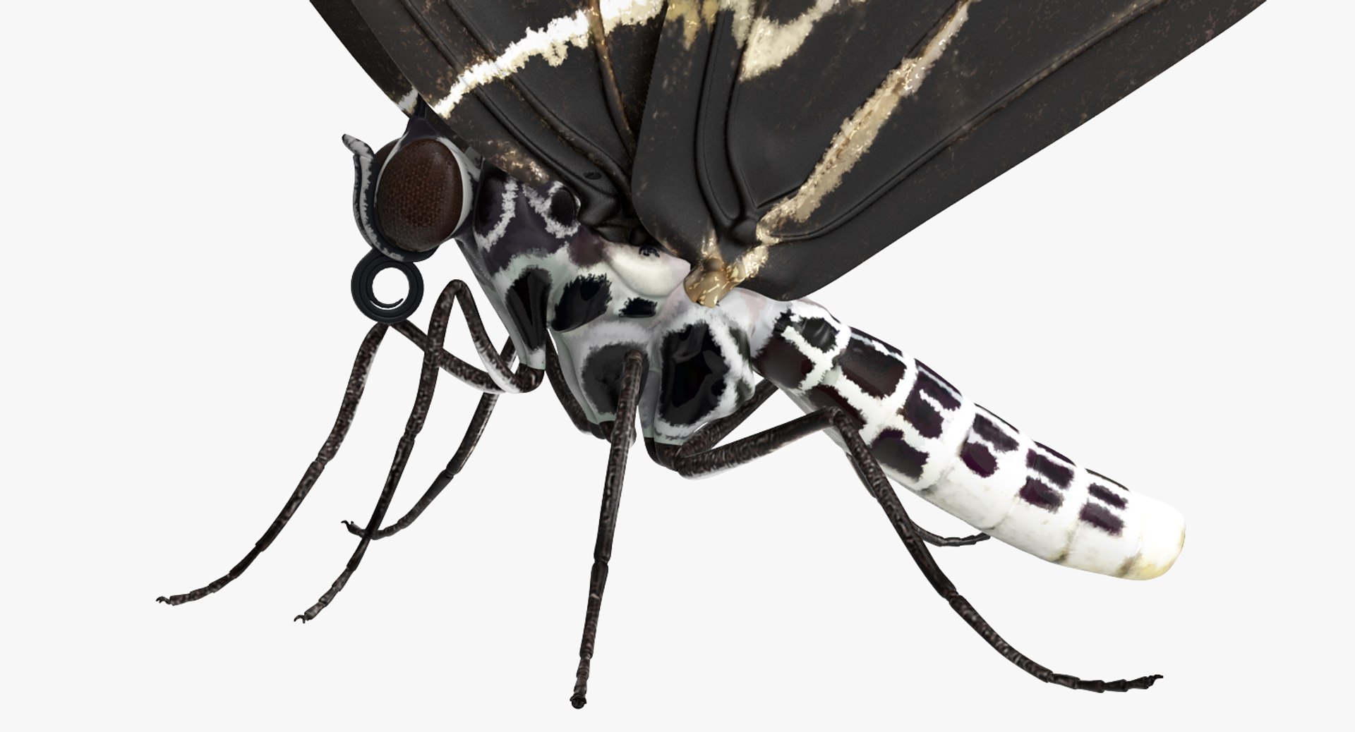 butterflies rigged 2 io model https://p.turbosquid.com/ts-thumb/sZ/jmQ1Sb/QRe9Nz0K/butterfliescollection23dmodel022/jpg/1536911485/1920x1080/fit_q87/e445c5bc1c15bcd4e35e64c42eb0a4effd767c0a/butterfliescollection23dmodel022.jpg