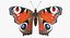Butterflies Rigged Collection 2 for Cinema 4D