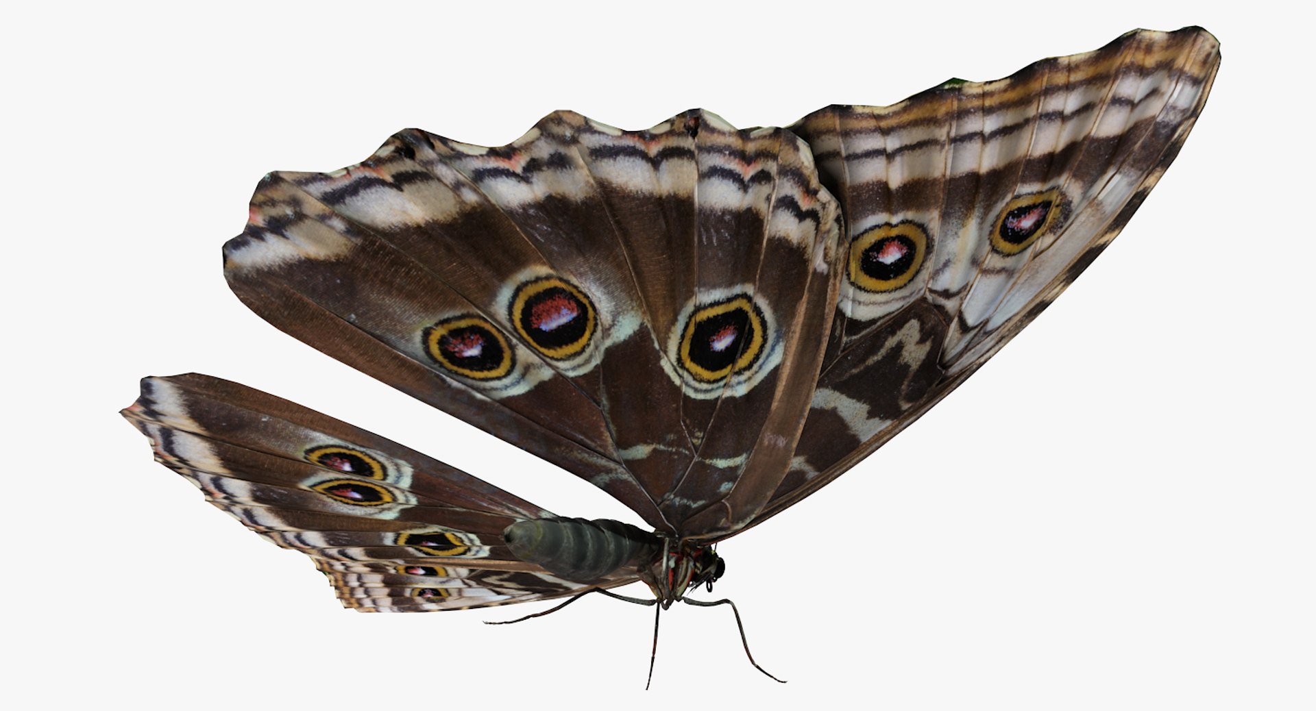 butterflies rigged 2 io model https://p.turbosquid.com/ts-thumb/sZ/jmQ1Sb/U2XLKShW/butterfliescollection23dmodel031/jpg/1536911486/1920x1080/fit_q87/64b768c2302783594b481d2b6596b43ef47e5d50/butterfliescollection23dmodel031.jpg