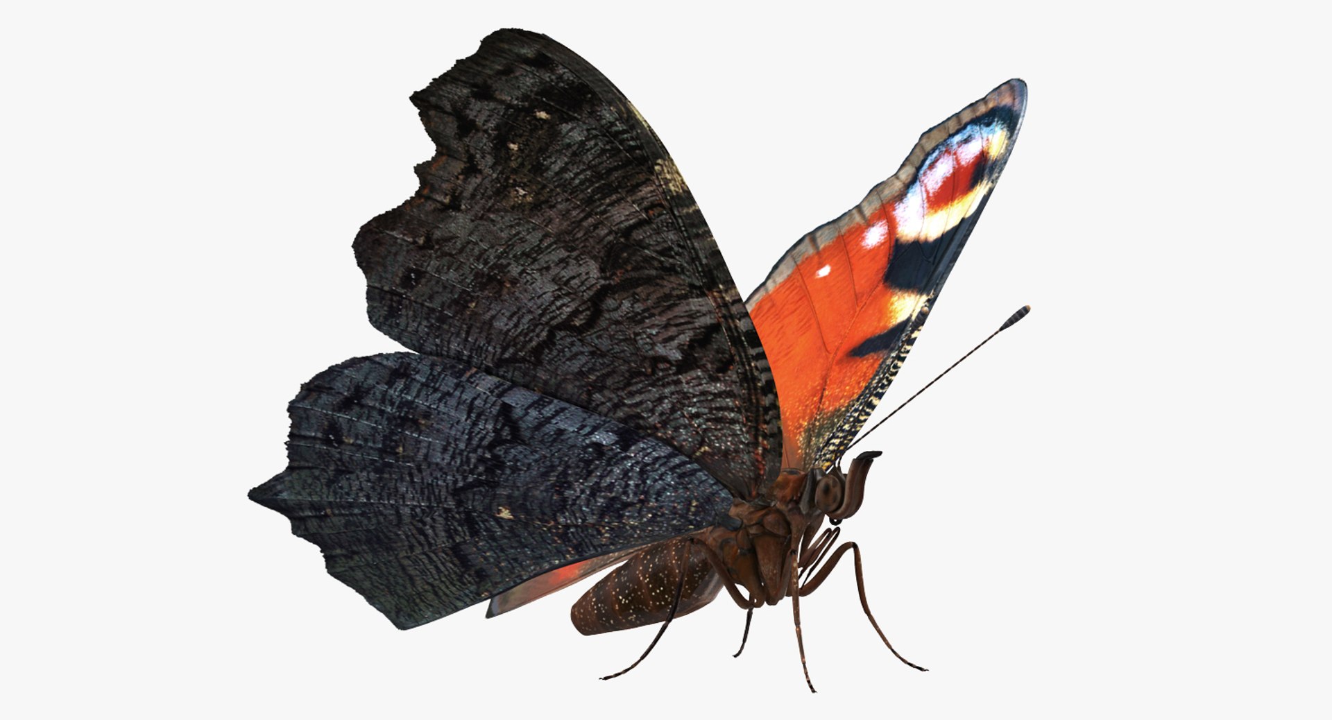 butterflies rigged 2 io model https://p.turbosquid.com/ts-thumb/sZ/jmQ1Sb/Wfhjiqaw/butterfliescollection23dmodel016/jpg/1536911485/1920x1080/fit_q87/e8f7b26ff8845f3f6131141d47210aa72e7b8497/butterfliescollection23dmodel016.jpg