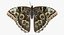 Butterflies Rigged Collection 2 for Cinema 4D