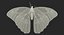 Butterflies Rigged Collection 2 for Cinema 4D