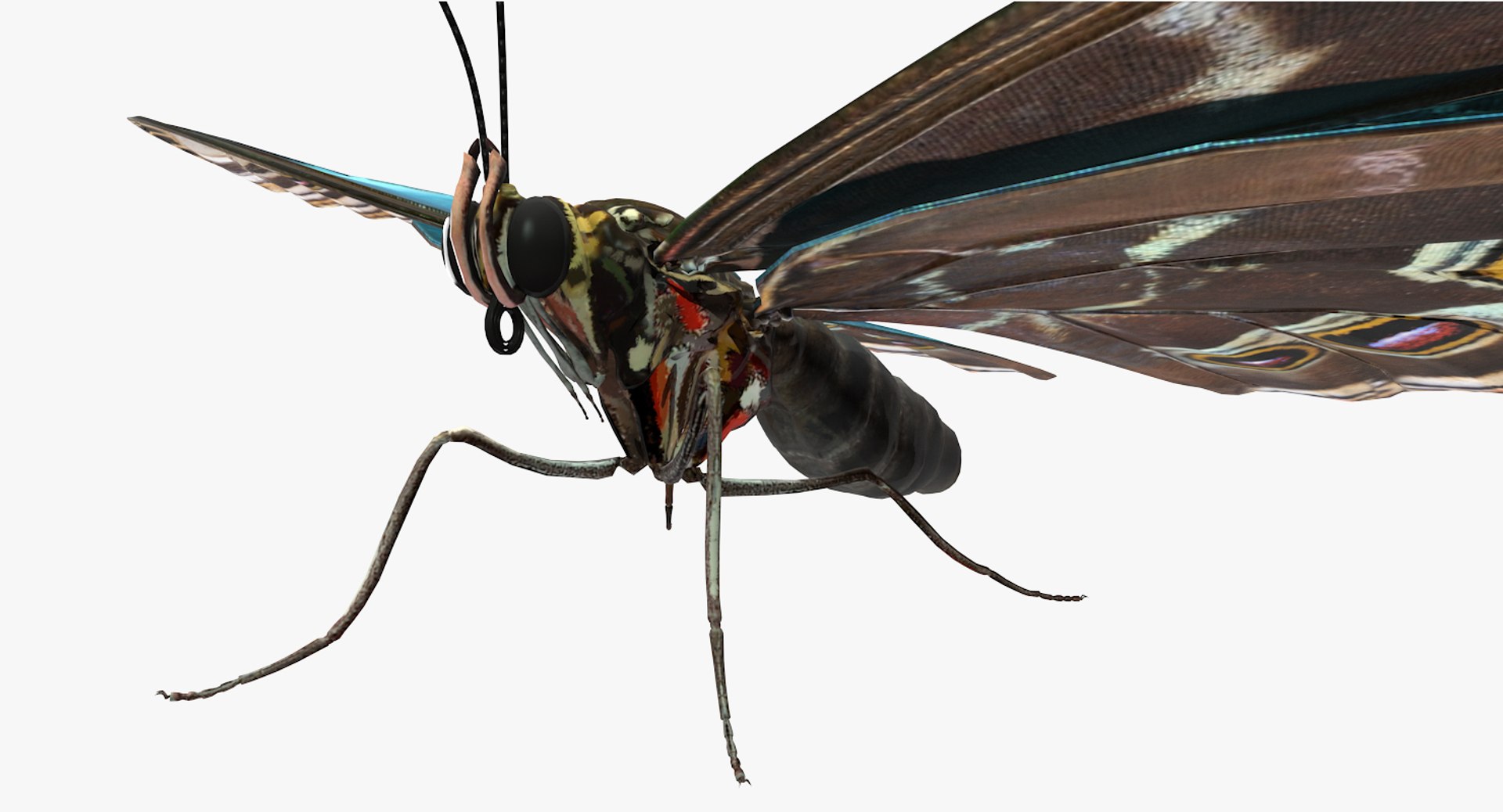 butterflies rigged 2 io model https://p.turbosquid.com/ts-thumb/sZ/jmQ1Sb/iNJ0Ei1N/butterfliescollection23dmodel034/jpg/1536911486/1920x1080/fit_q87/0583f18d11147b4713eb617ea353b5a7b62735bb/butterfliescollection23dmodel034.jpg