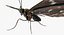 Butterflies Rigged Collection 2 for Cinema 4D