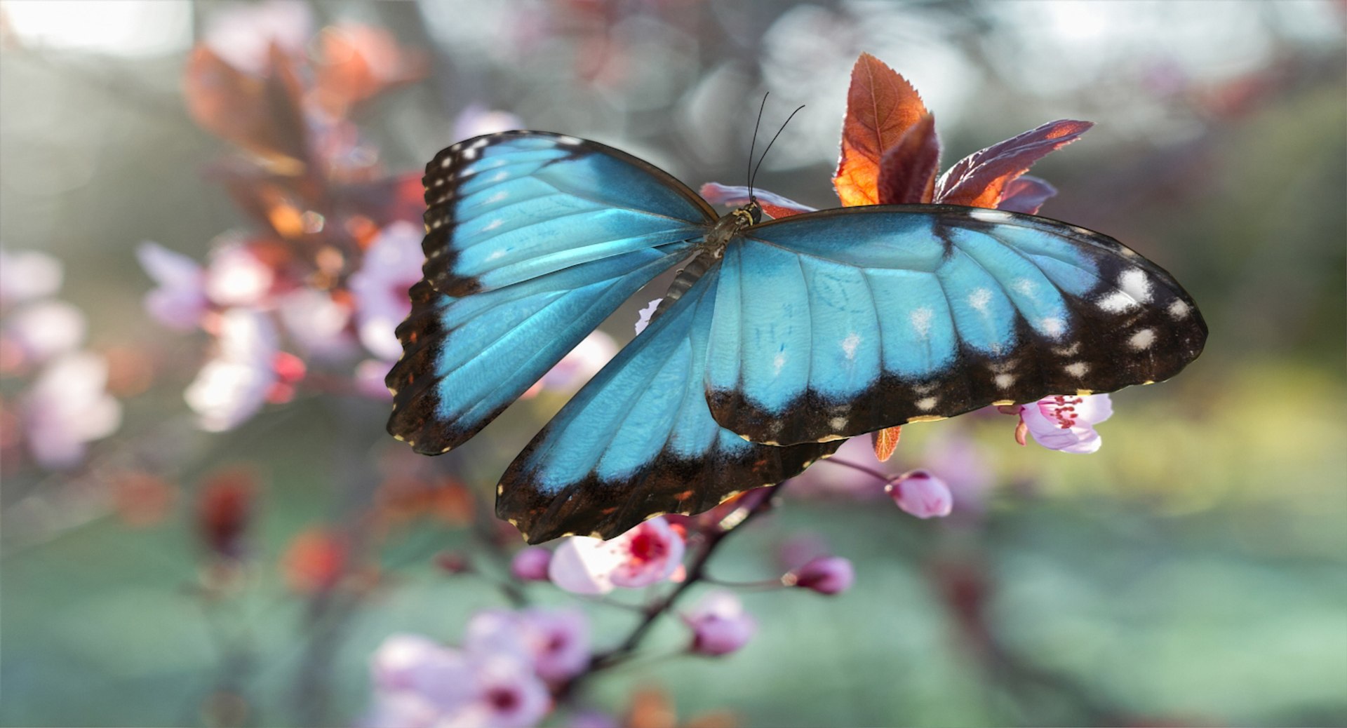 butterflies rigged 2 io model https://p.turbosquid.com/ts-thumb/sZ/jmQ1Sb/mXv8TW9e/butterfliescollection23dmodel028/jpg/1536911486/1920x1080/fit_q87/4ea8bac495eacbbf8e3f7718544745e8839e23ae/butterfliescollection23dmodel028.jpg