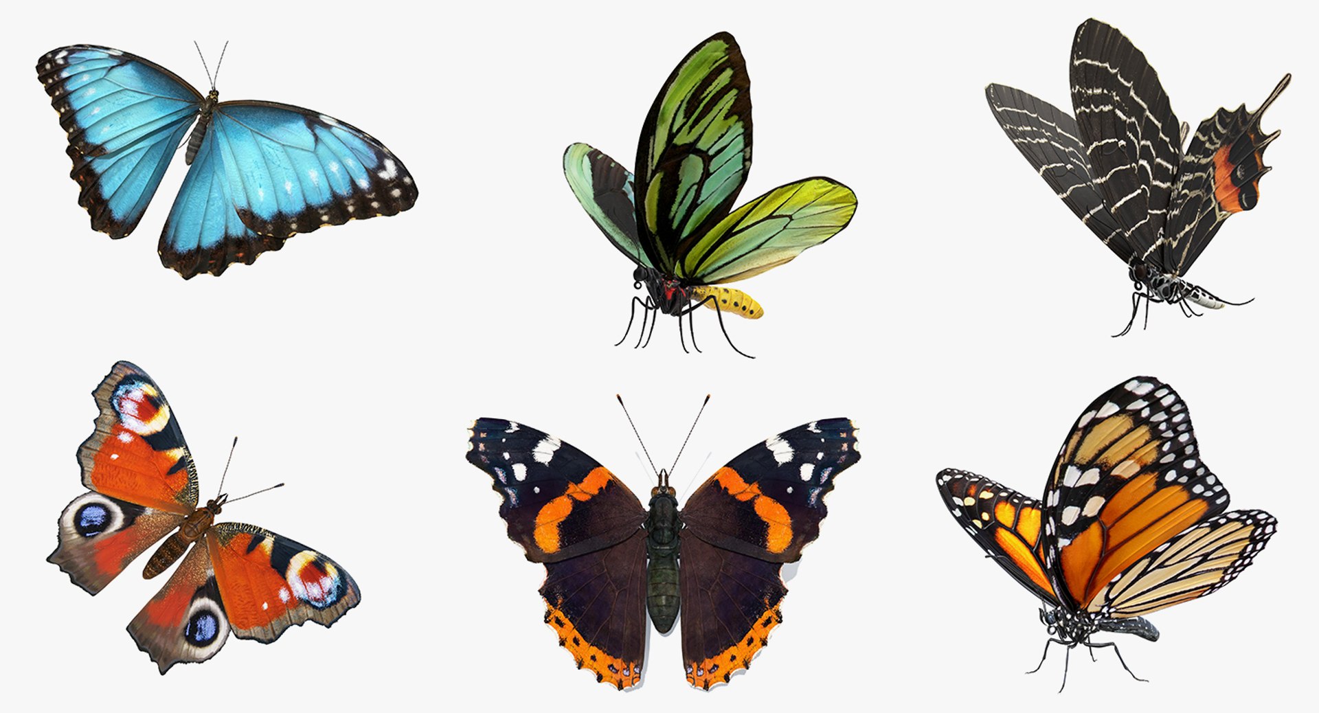 Butterflies Rigged Collection 2 for Cinema 4D 3D model preview