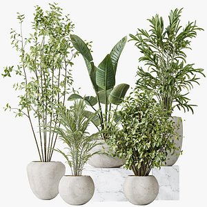 AV Indoor plants set 151 Beech Olea Europaea Olive and Lutescens Areca Palm and Mountain Kentia Palm 3D