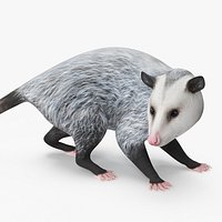 Opossum in Standing Pose
