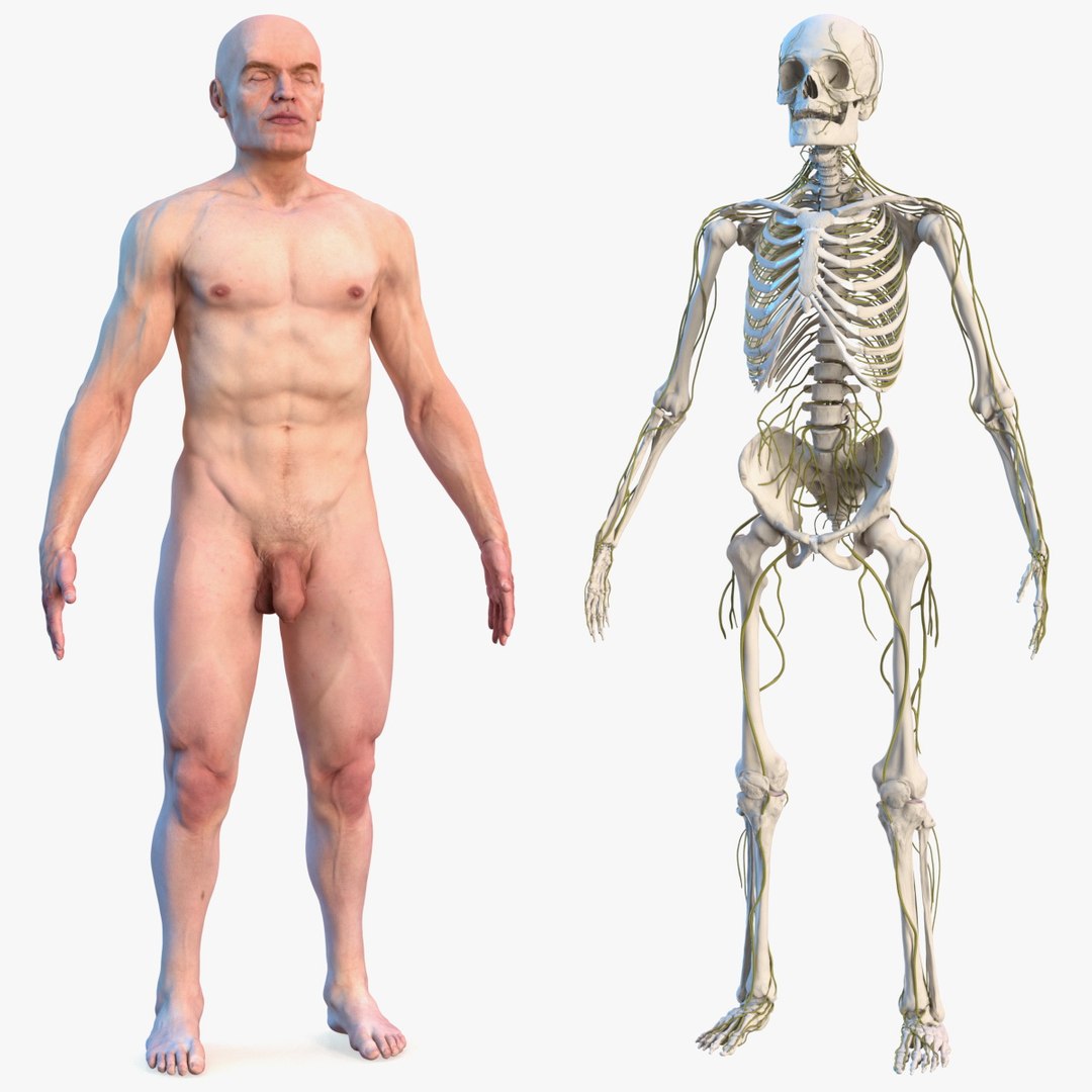 Male Skeleton Nervous System And Skin 3D model preview