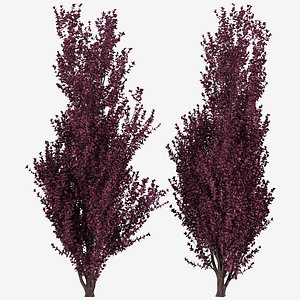 3D Set of Crimson Pointe Plum or Prunus x Cerasifera Tree - 2 Trees model