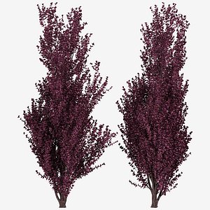 Set of Crimson Pointe Plum or Prunus x Cerasifera Tree - 2 Trees