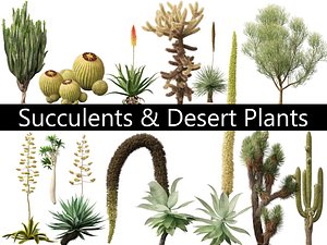 3D Succulents Desert Plants Pack 07
