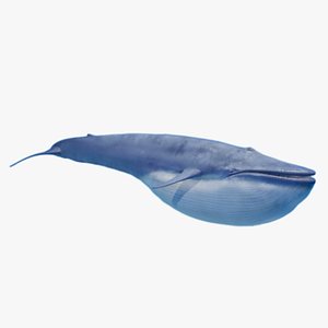 3D Blue whale Rig UNREAL project plus Maya base rig model