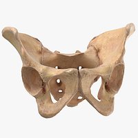 Human Female Pelvis Sacrum Ilium Oschium Pubic 01