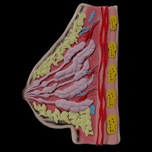 Breast Anatomy