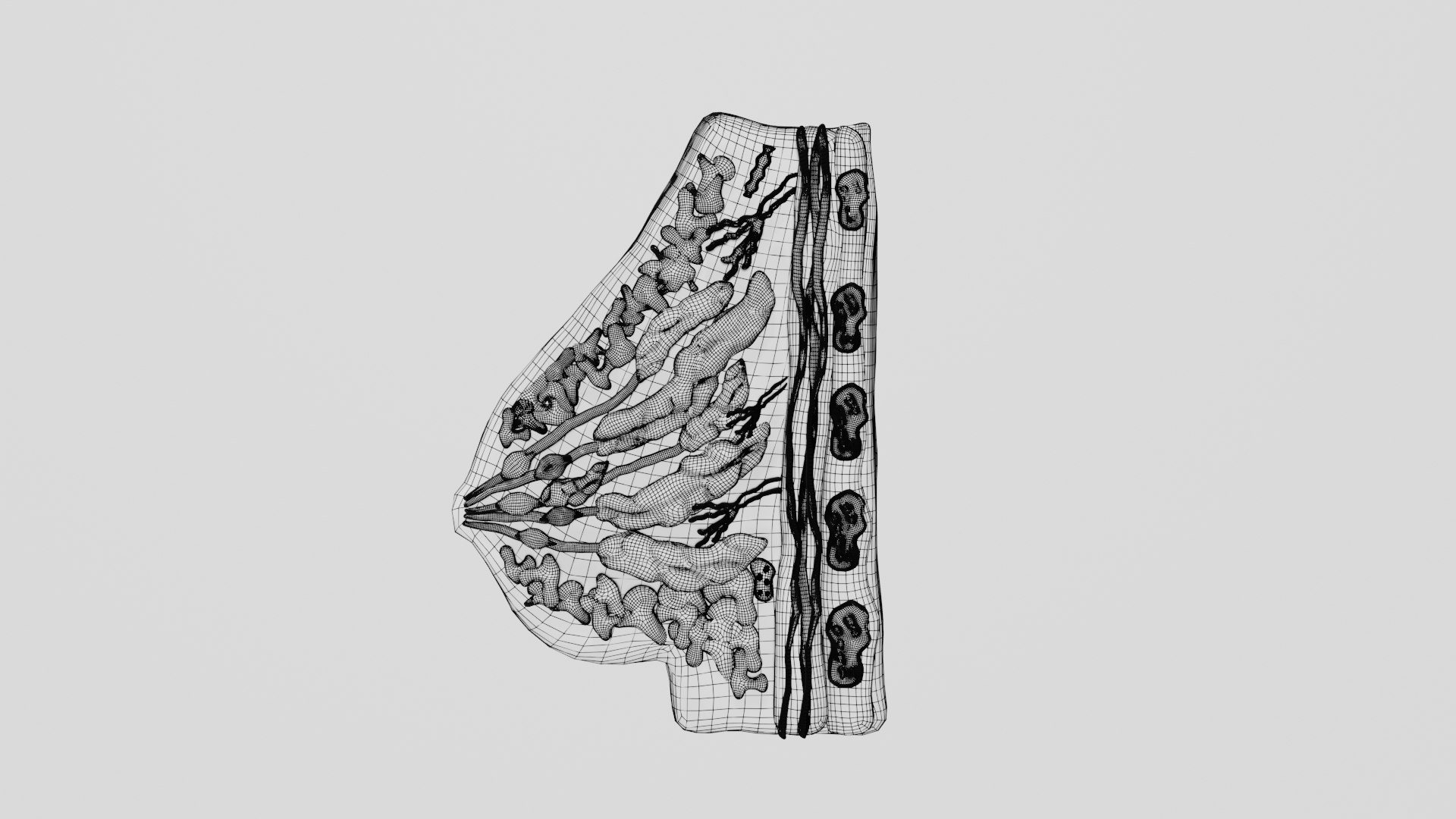 3D Breast Anatomy Model - TurboSquid 1882126