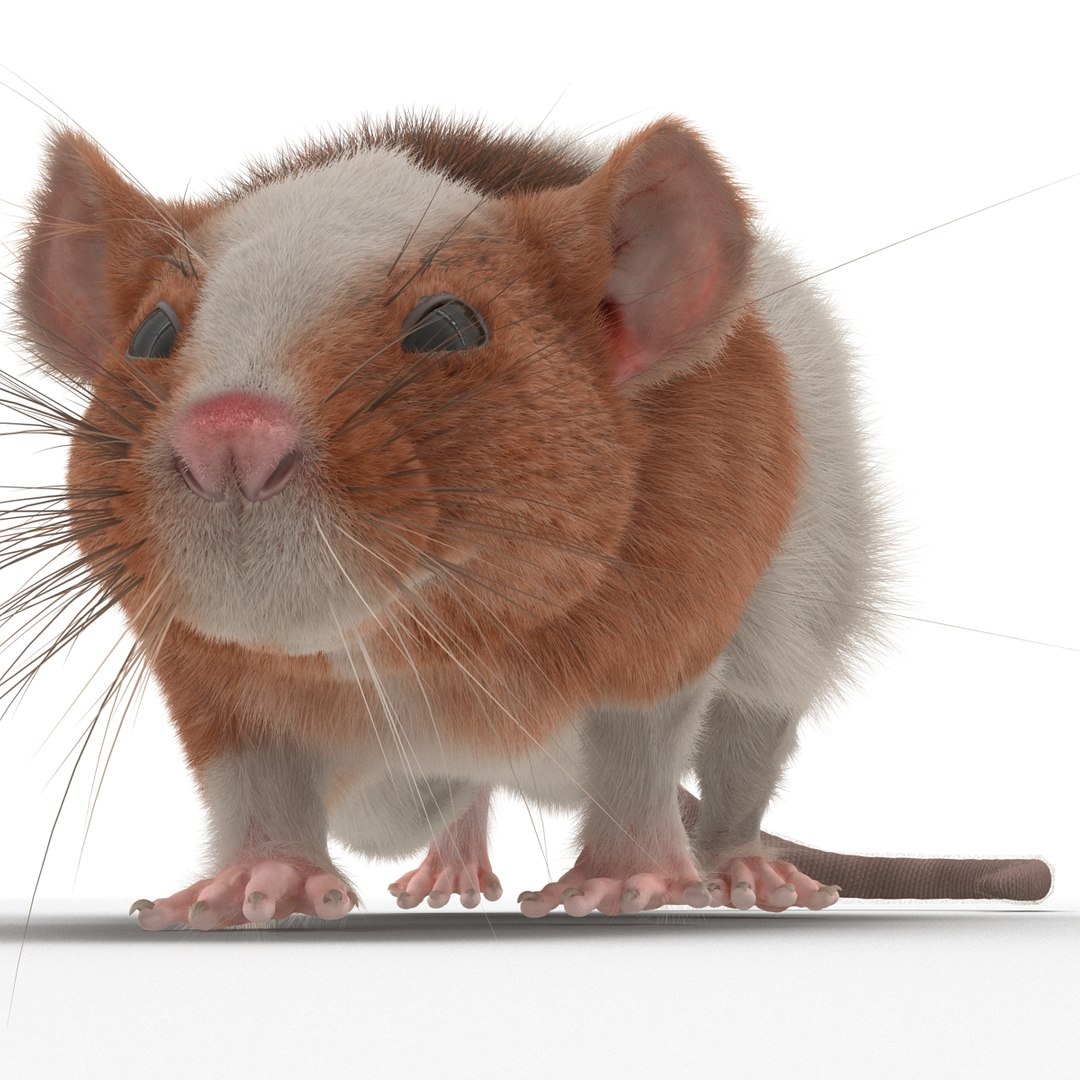 3d model rat 3 pose