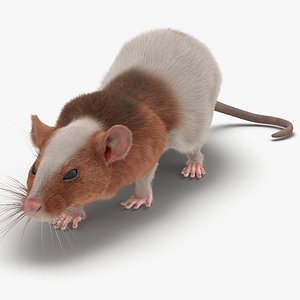 3d model rat 3 pose