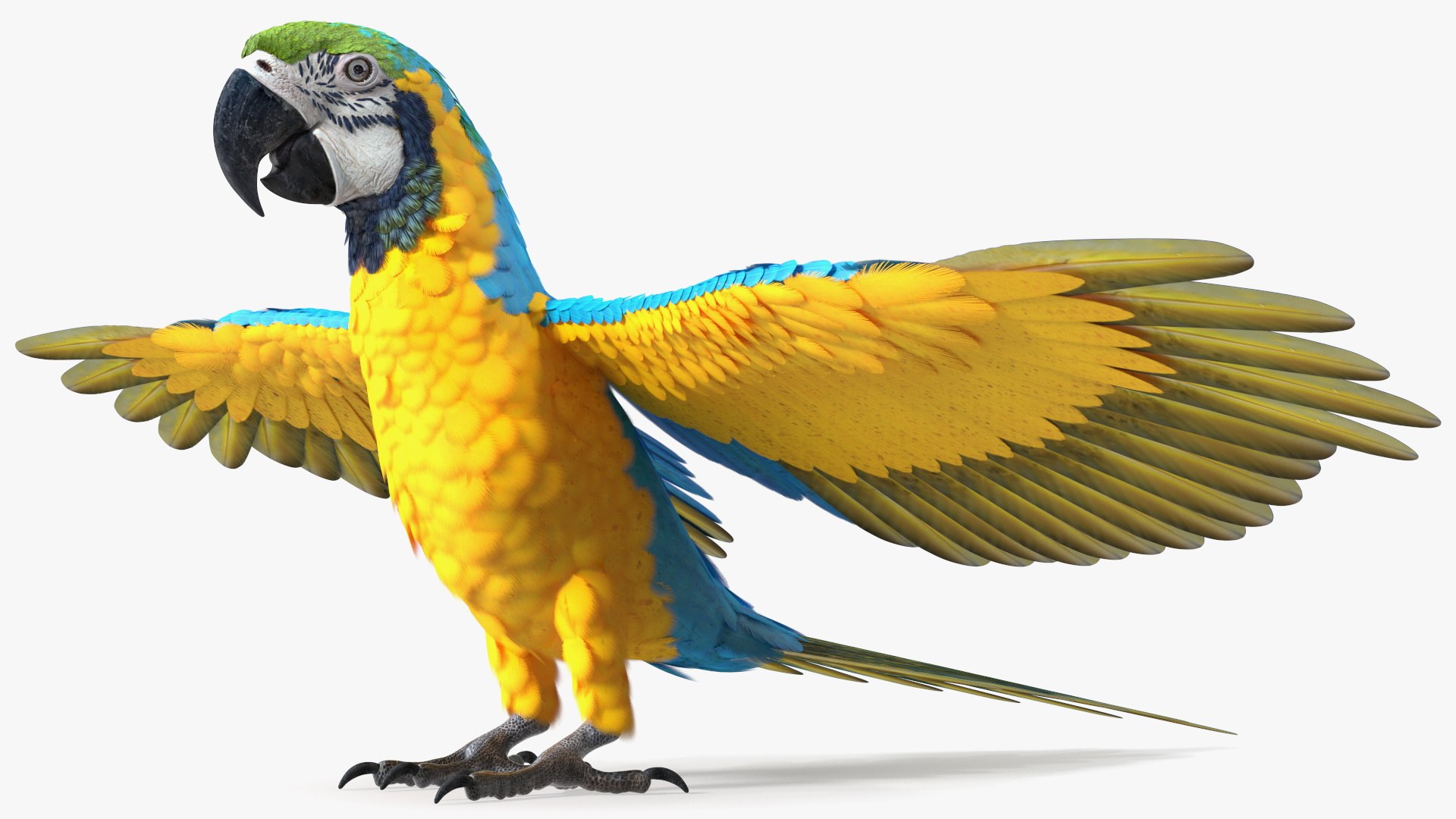Blue and Yellow Macaw Parrot Neutral Pose 3D model preview