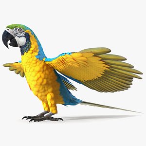 Blue and Yellow Macaw Parrot Neutral Pose