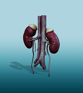Kidney