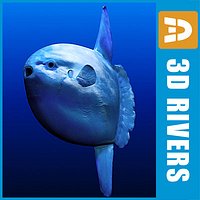 Ocean Sunfish by 3DRivers