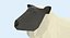 sheep---lying 3D model