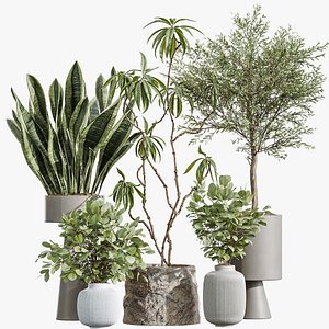 AV Indoor Plants Set 343 Eucalyptus Bouquet and Olive and Ficus Dracaena and Sansevieria 3D model