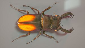 3d hexarthrius parryi paradoxus