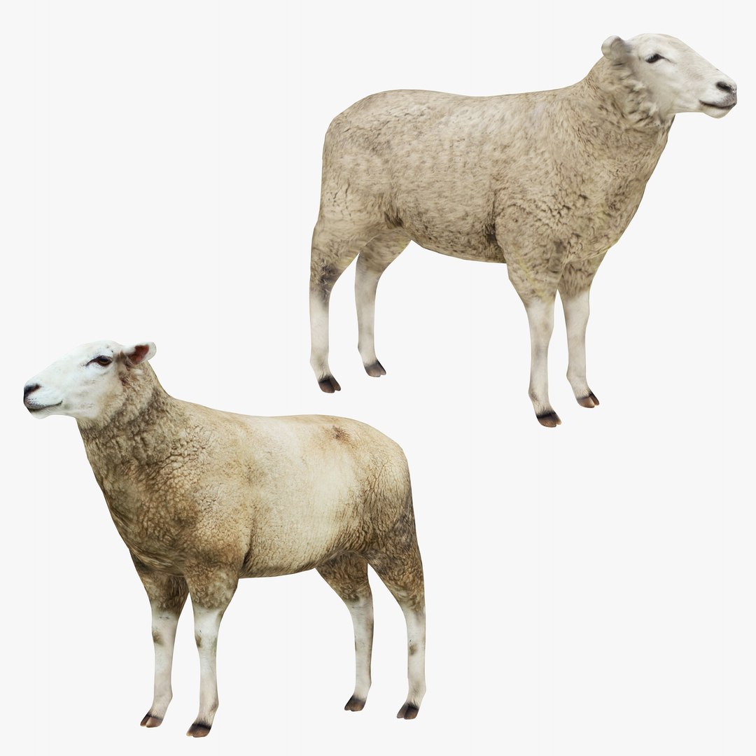 Sheep Collection 2 in 1 3D https://p.turbosquid.com/ts-thumb/sb/c6heEH/LZ/zcol1/jpg/1737477336/1920x1080/fit_q87/c513e4a5c851cb9082bef3f41ec24bddbd2236c0/zcol1.jpg