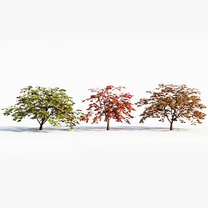 3D Acer palmatum c