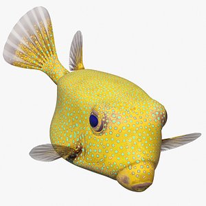 Yellow Spotted Boxfish Rigged for Cinema 4D