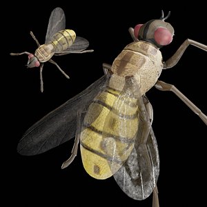 house fly rigged 3D model
