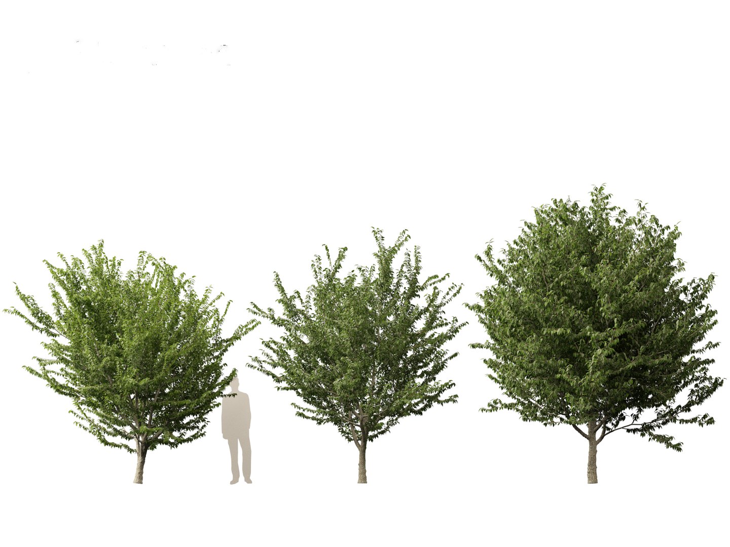 Celtis Occidentalis - Common Hackberry 3D Model - TurboSquid 2143300