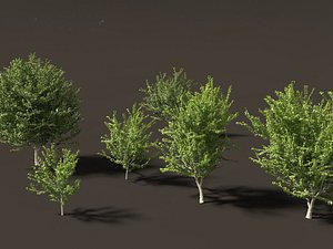 Celtis occidentalis - Common hackberry 3D model