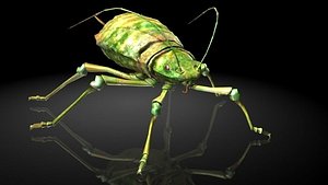 Insect Collection 4 aphids