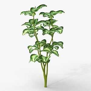 Tropical Plant v2 3D model