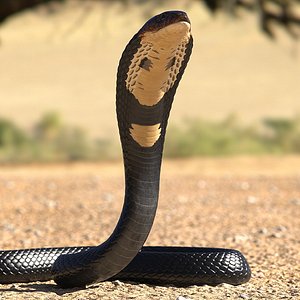 dark skin cobra rigged 3D model