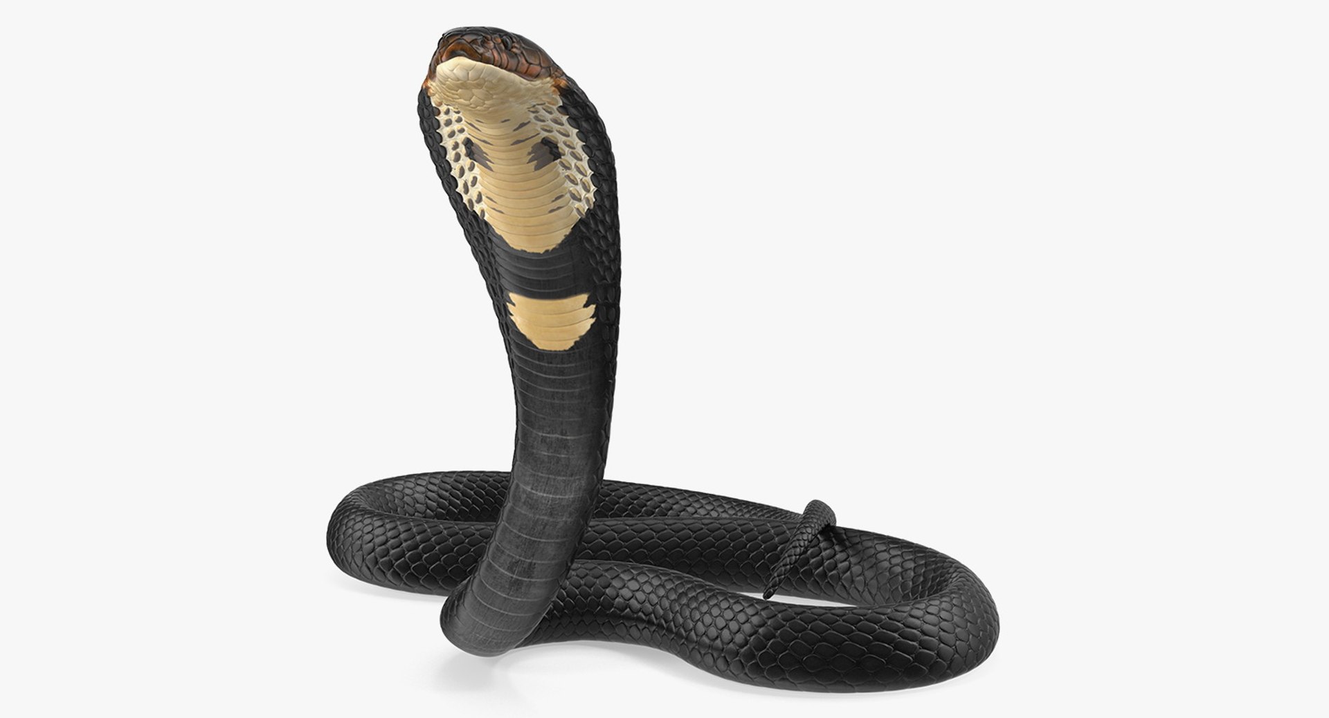 Dark Skin Cobra Rigged for Maya 3D model preview