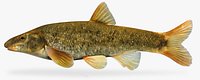 Rhinichthys cataractae Longnose Dace