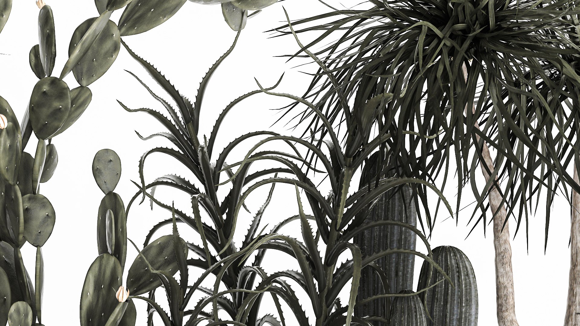 3D cactus collection in a concrete flowerpot 1102 https://p.turbosquid.com/ts-thumb/sc/B4tF23/cf/1cactusset1801202206/jpg/1642600472/1920x1080/fit_q87/029c32ca7f769d0e16e7d79d66b568ec95a60d47/1cactusset1801202206.jpg