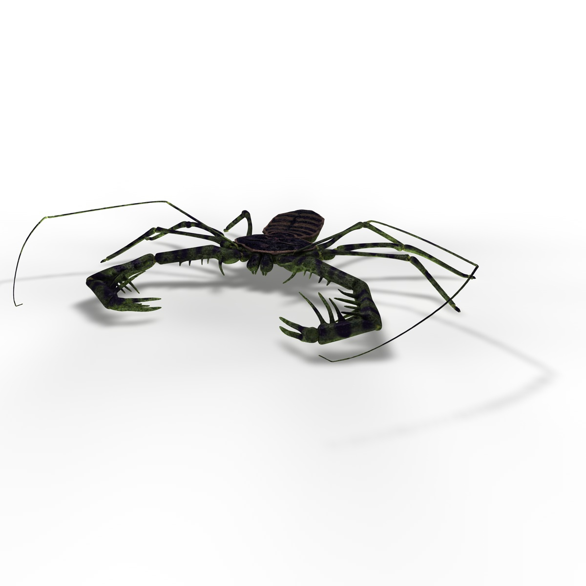 3d realistic tailless whip scorpion model