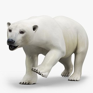 Polar Bear Walking Animated Rigged For Maya