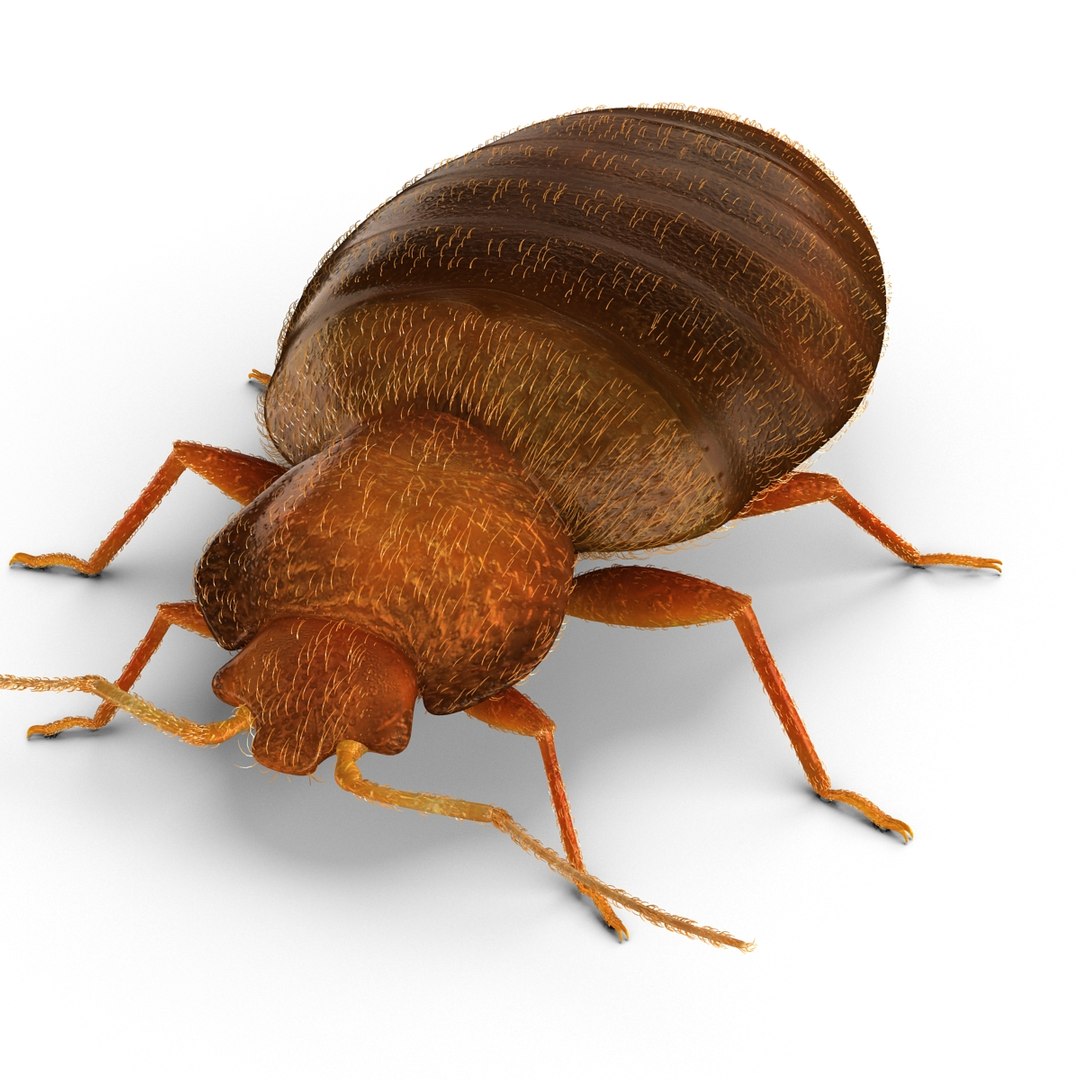 3d model of bed bug https://p.turbosquid.com/ts-thumb/sc/IVKRSc/0a2oHRdq/bedbug_13/jpg/1385991870/1920x1080/fit_q87/d064d3650a41994382cfe9805a2b6f826888e06e/bedbug_13.jpg