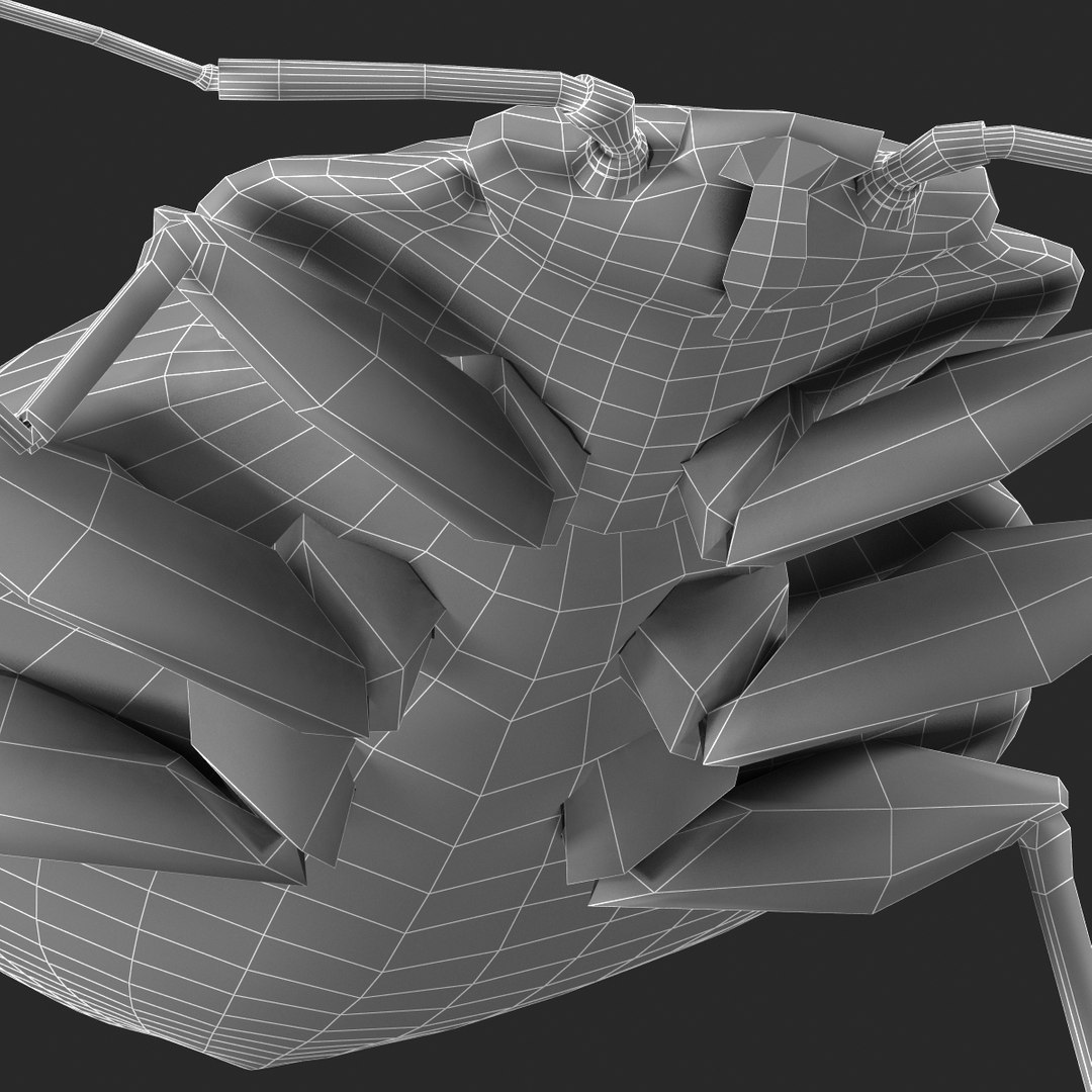 3d model of bed bug https://p.turbosquid.com/ts-thumb/sc/IVKRSc/Eqavm6Mr/bedbug_32/jpg/1385991935/1920x1080/fit_q87/c9b18f955fcb35aa80fd59cfb454ec3c1b35537b/bedbug_32.jpg