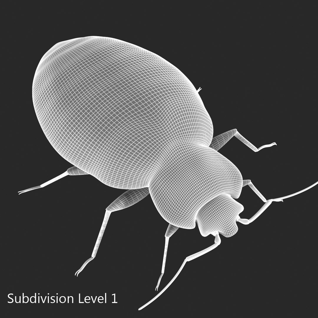 3d model of bed bug https://p.turbosquid.com/ts-thumb/sc/IVKRSc/LANpjYC6/bedbug_7/jpg/1385991851/1920x1080/fit_q87/2a0d1a73036f311d4e90919b38e6a8bd17a6e872/bedbug_7.jpg